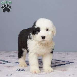 Callie, Old English Sheepdog Puppy
